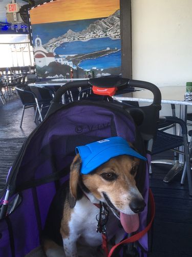 Customer Review Photo