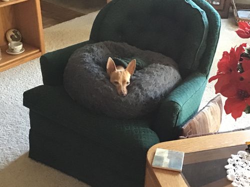 Customer Review Photo
