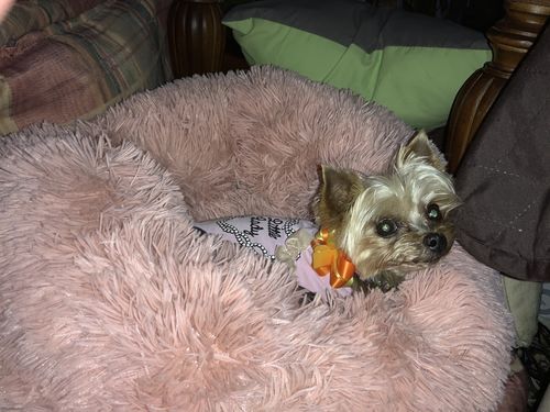 Customer Review Photo