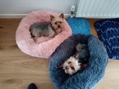 Customer Review Photo