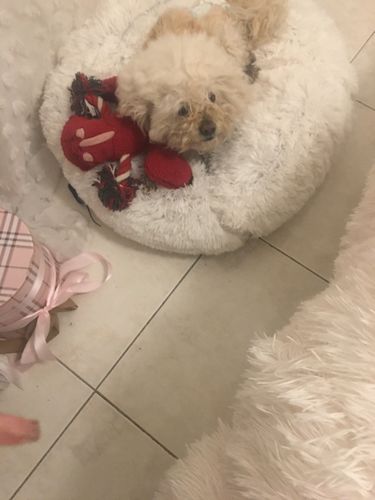 Customer Review Photo