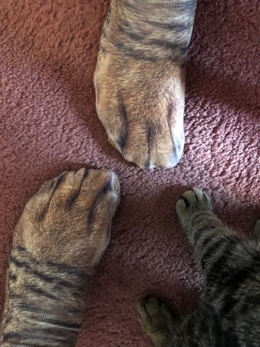 Customer Review Photo