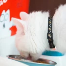 mooncatcollar1