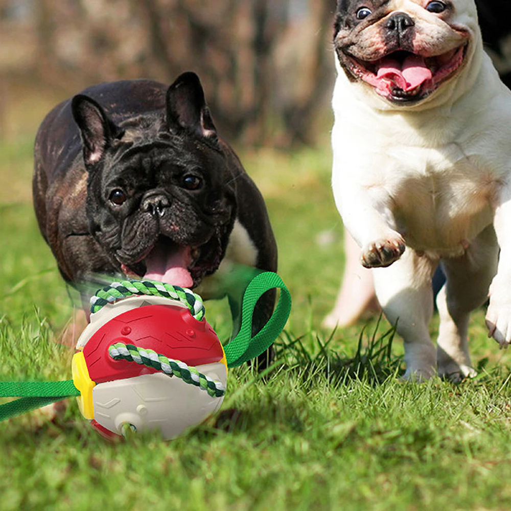 Pet Toys: Providing Fun and Educational Play for Pets - Oakhurst