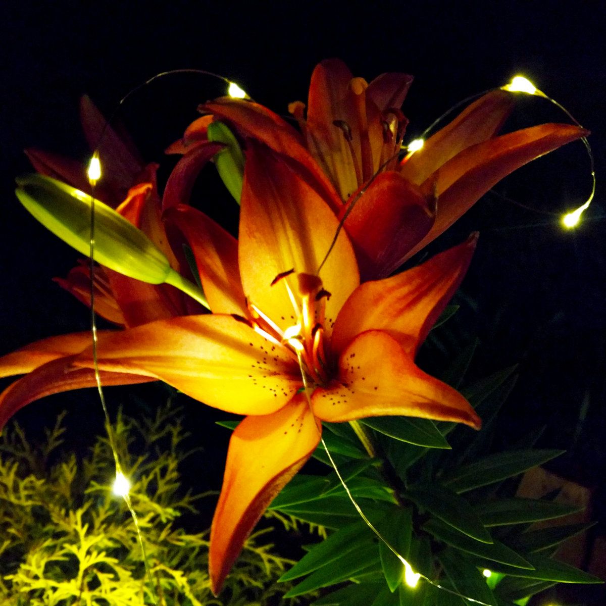 50 LED Solar Powered Fairy String Lights for Indoor and Outdoor Use
