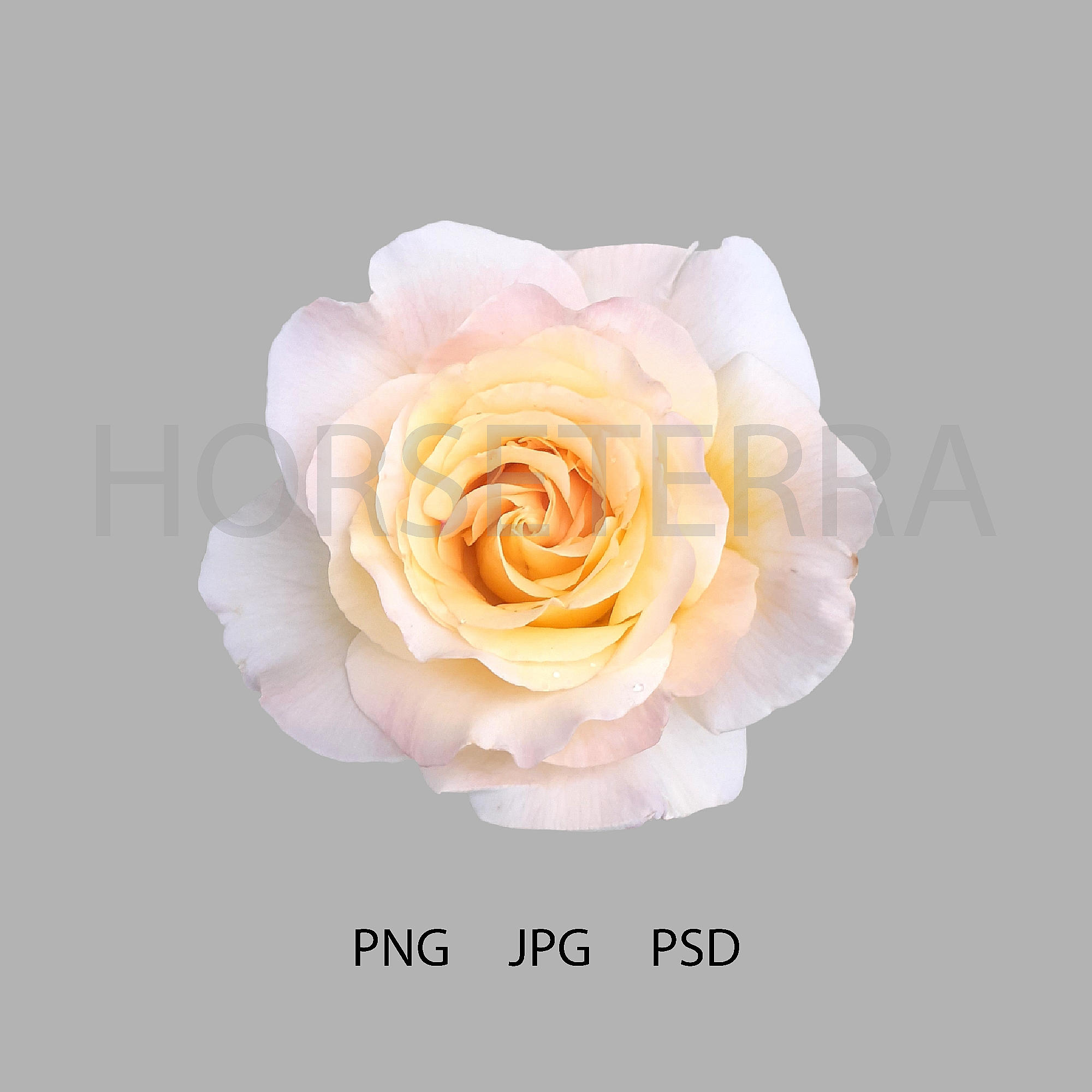 WHITE ROSE PR.jpg