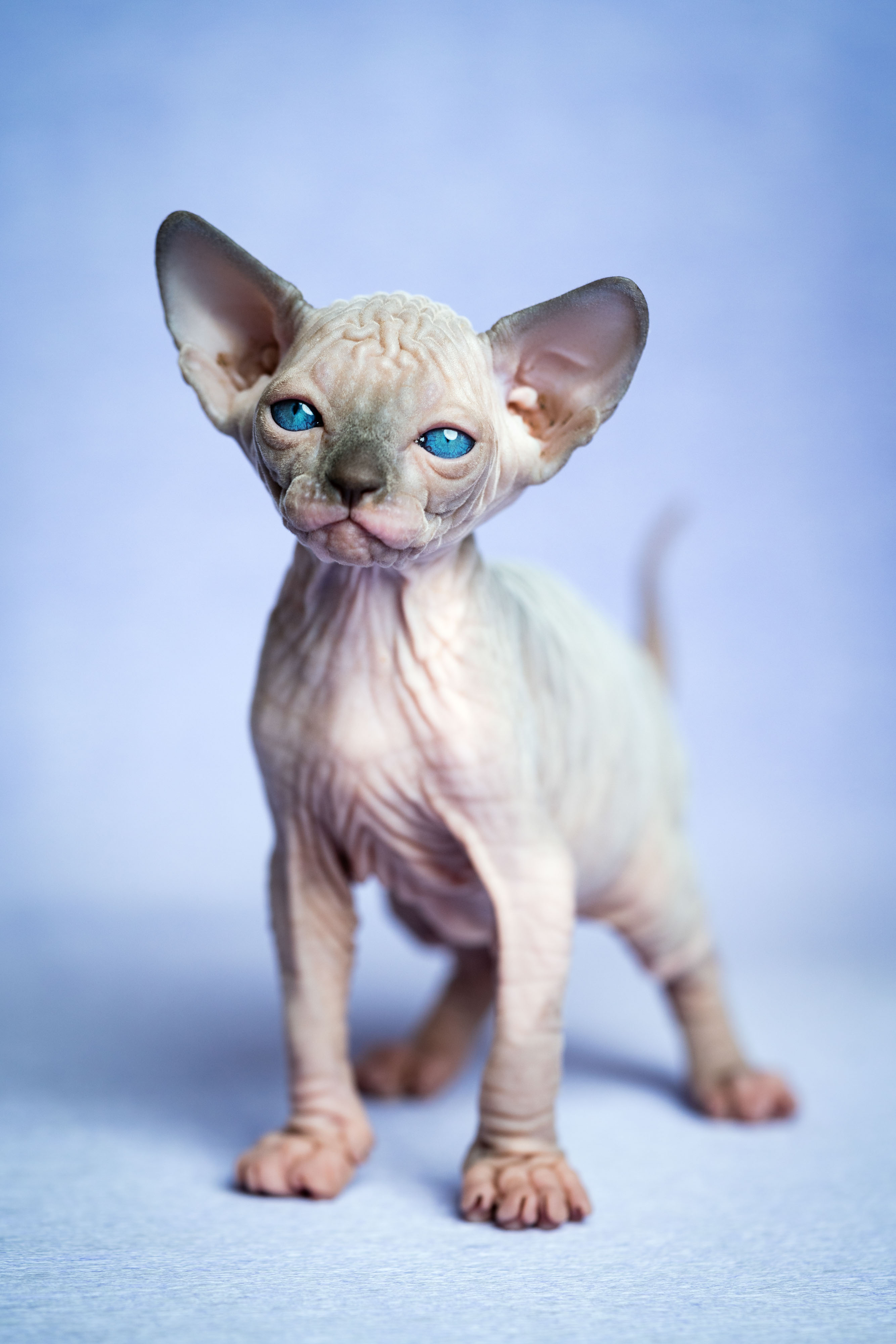 Blue Sphynx Cat