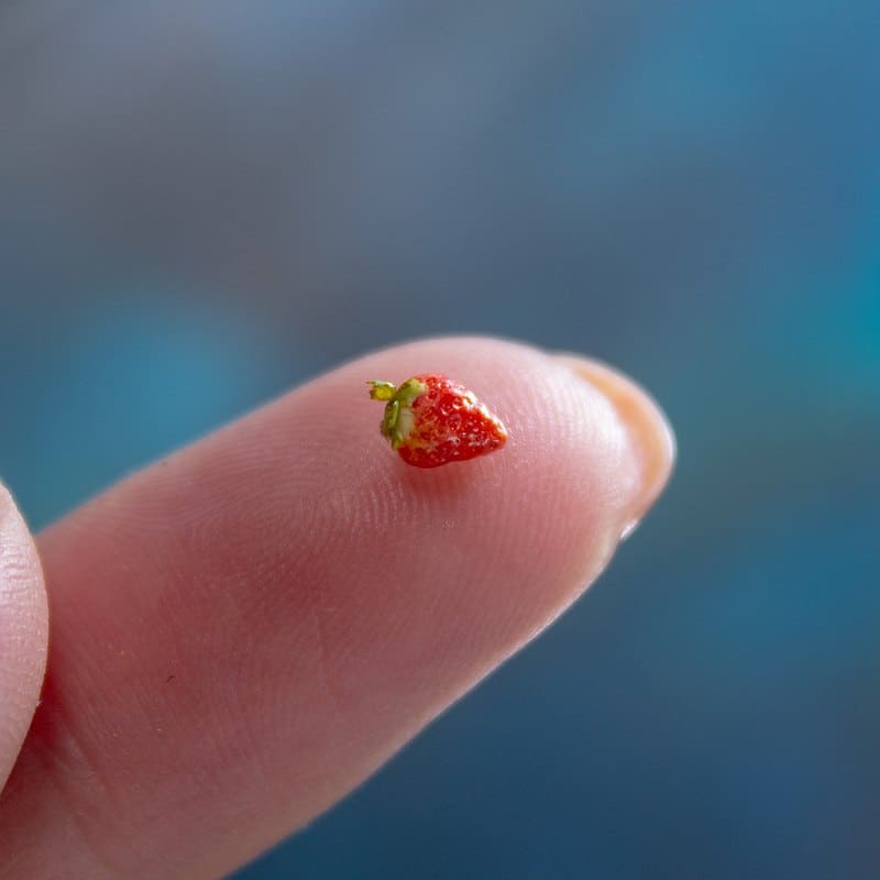 Tutorial Miniature Polymer Clay Strawberry Miniature Food Inspire