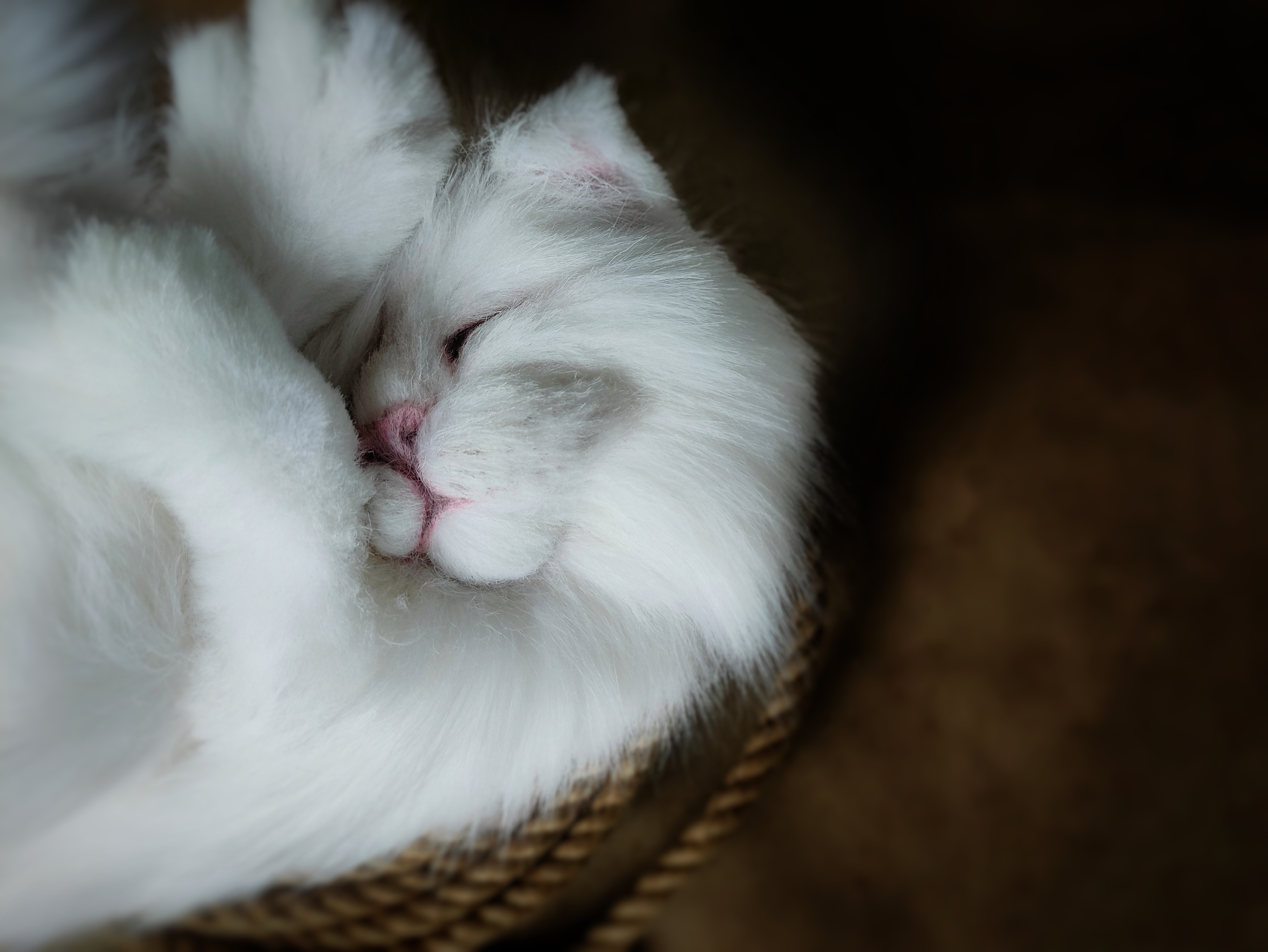 Pet Memorial Custom Cat Shaped Plush Pillow With An Inner Po Inspire