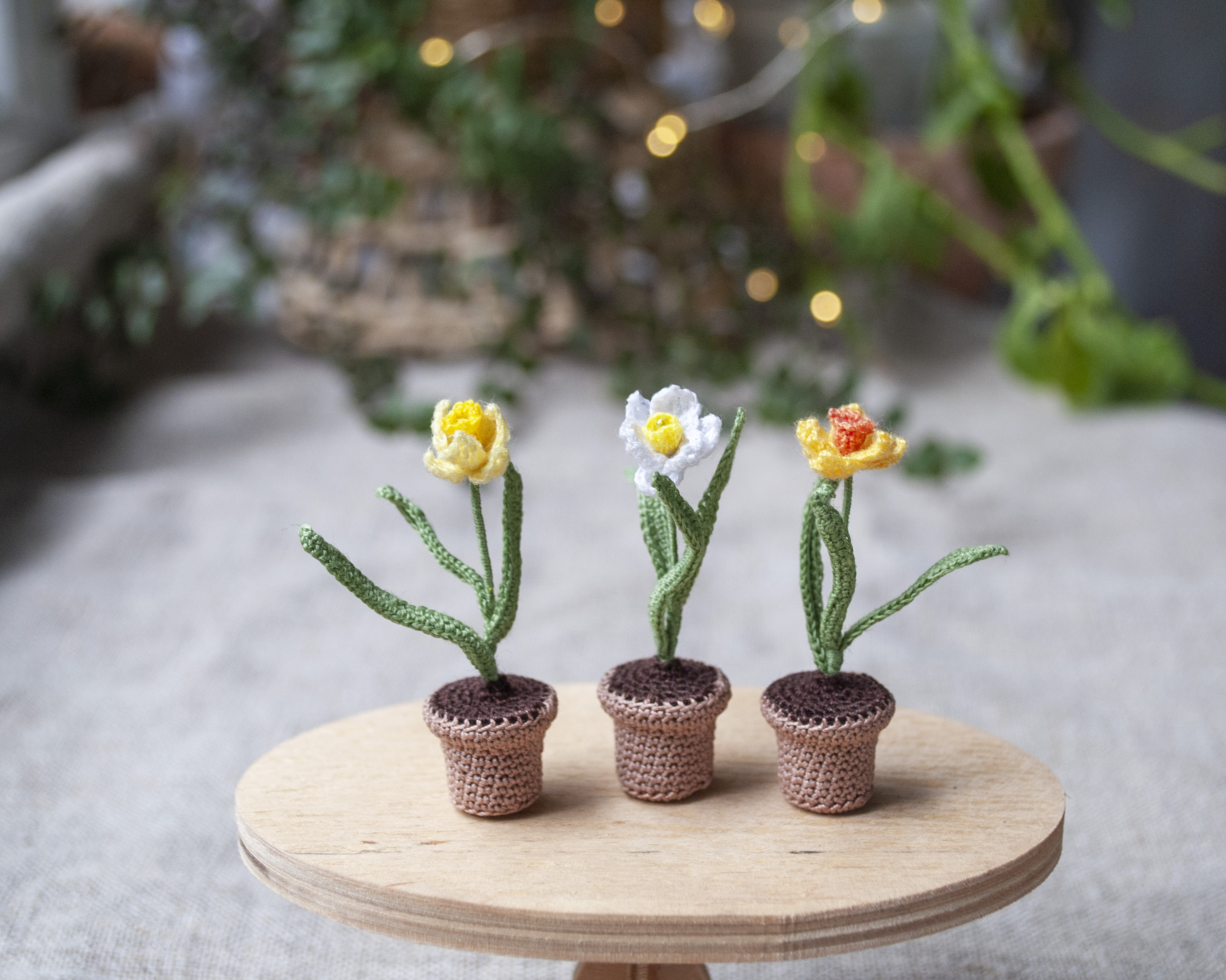 Miniature DAFFODIL in a pot, Mini plant narcissus for dollho Inspire