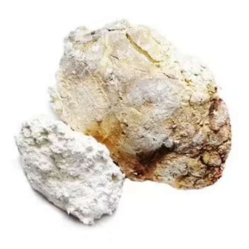 Agaricus (agarikon, larch sponge) dried mushroom whole Inspire Uplift