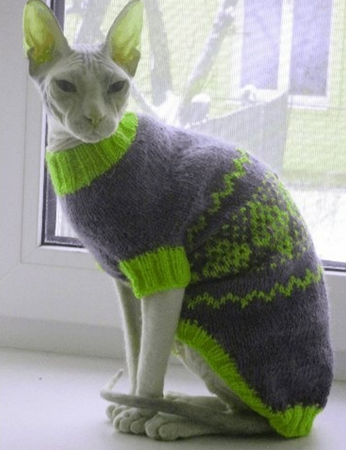 Cat clothes, cat sweater,sphynx clothes,sphynx sweater Inspire Uplift
