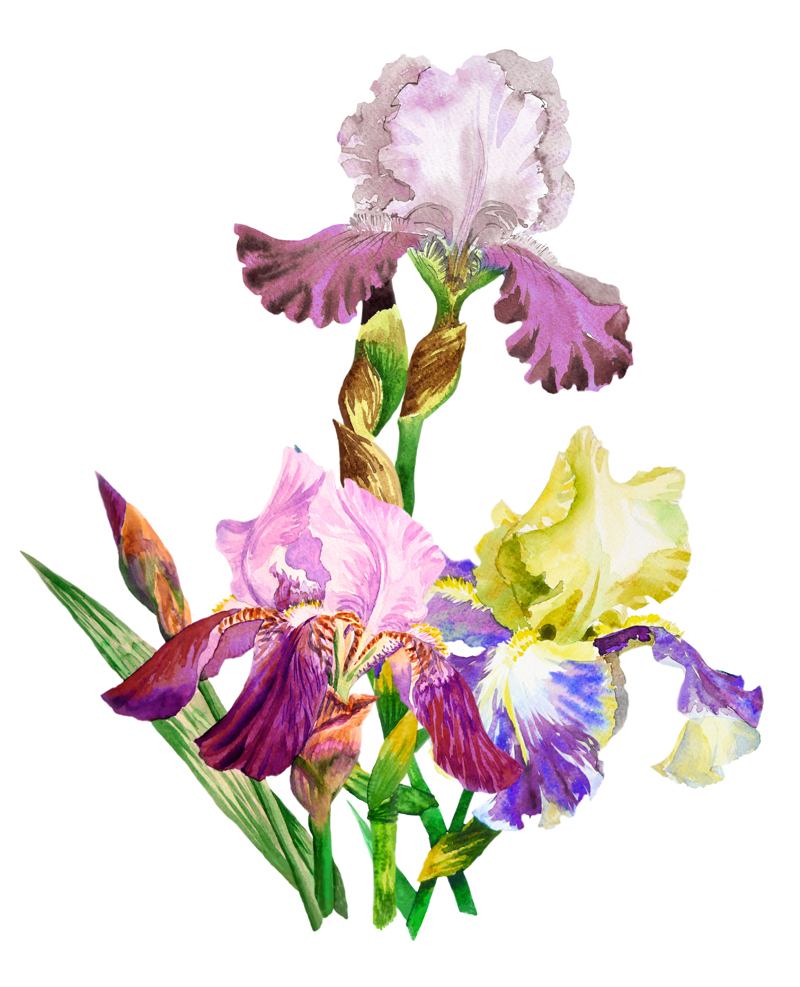 Poster Bouquet with three colored irises, flowers for gift Inspire Uplift