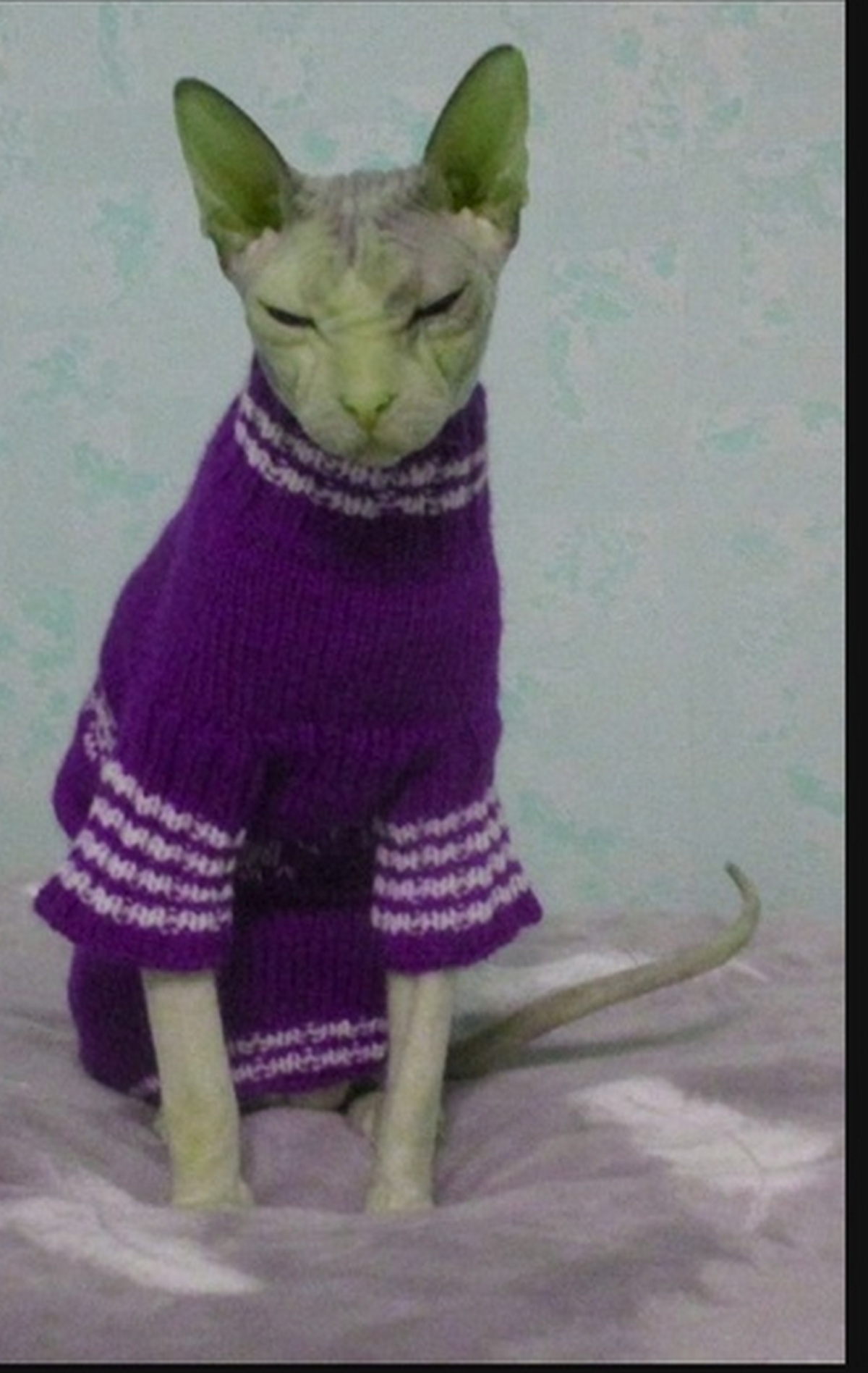 Cat clothes,sphynx clothes,cat sweater,sphynx sweater Inspire Uplift