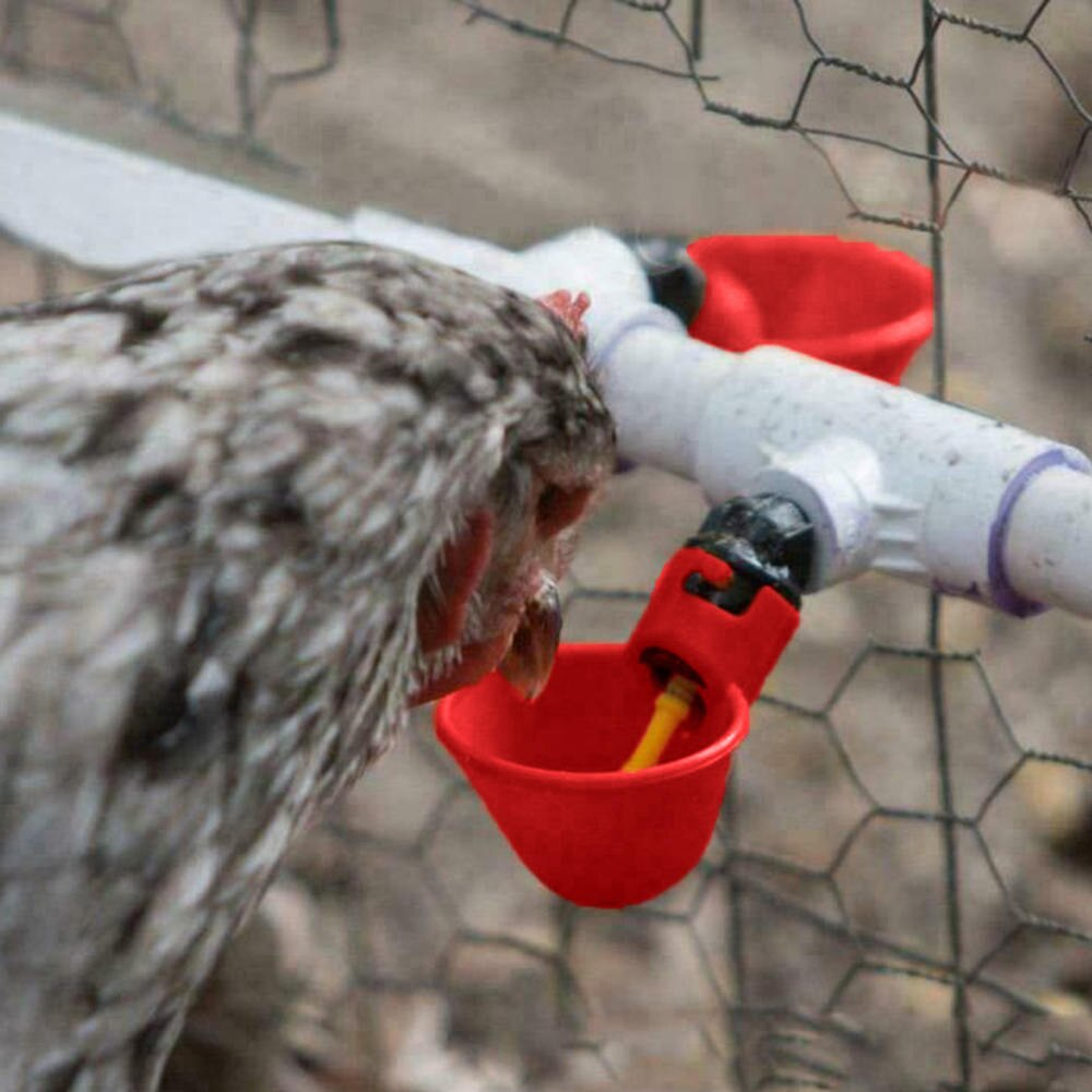 AutoFill Poultry Chicken Water Cups Inspire Uplift