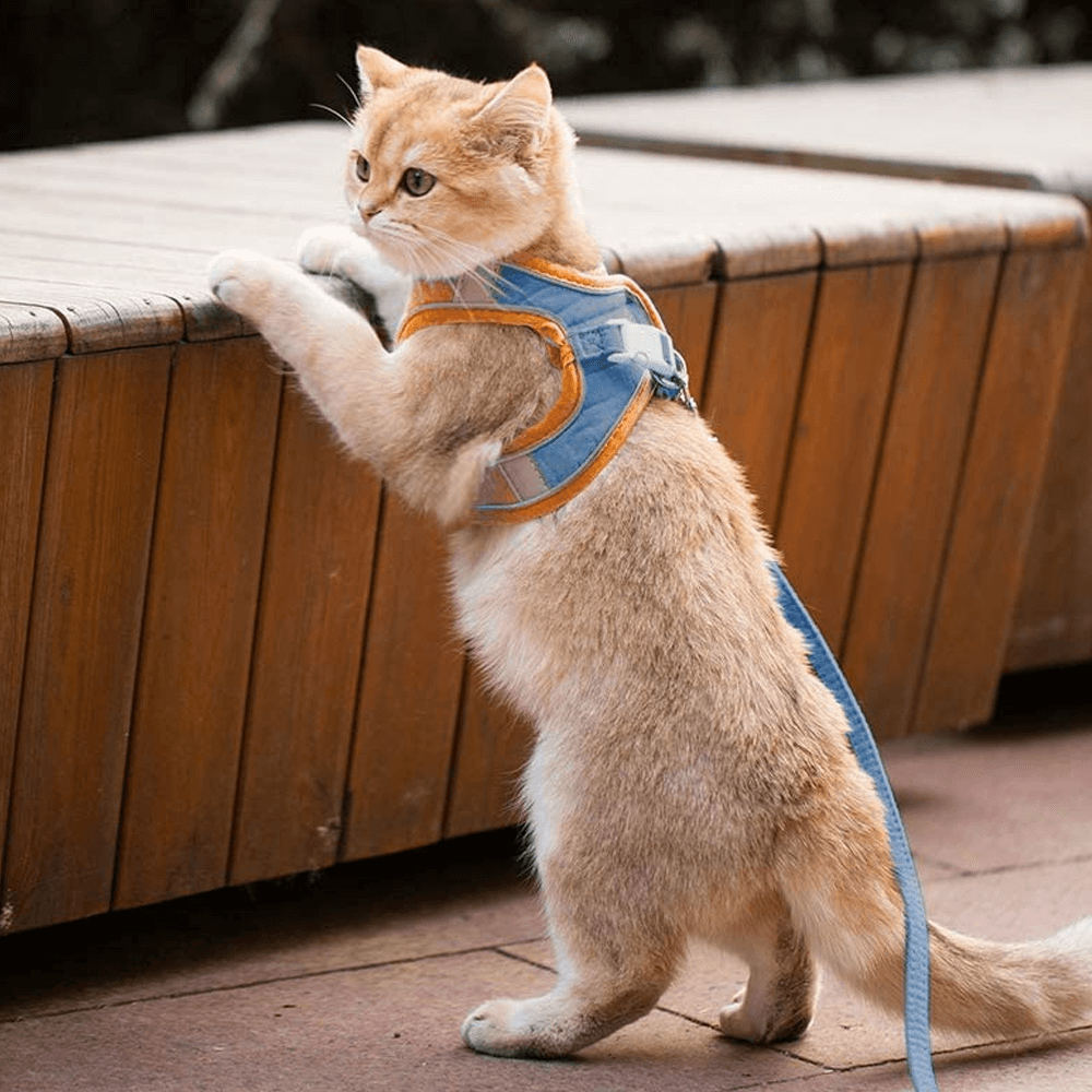 Image showcasing Non-Irritating & Anti-Strangling Cat Harness | Inspire Uplift