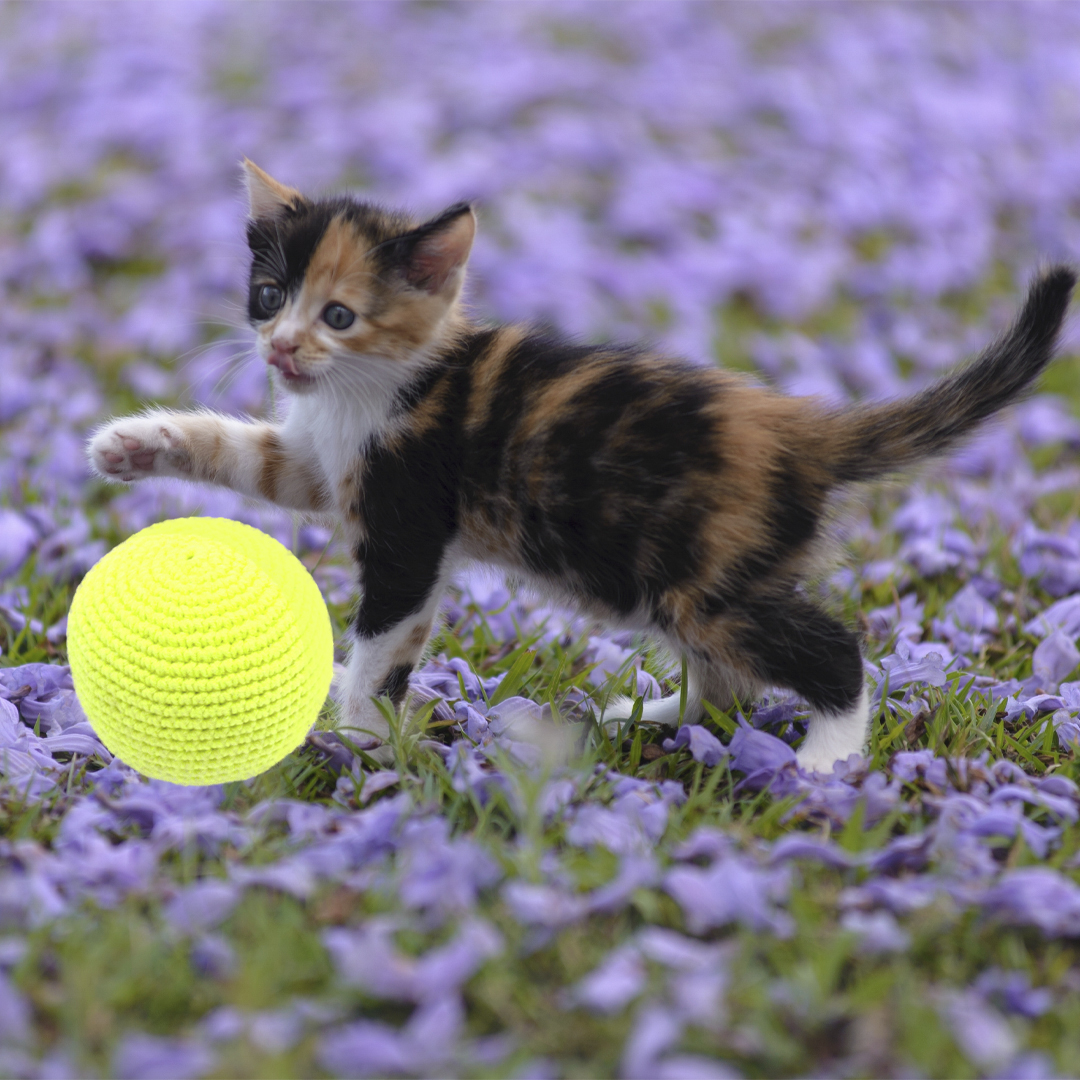 Pet Rattle Ball Cat toy ball, rattle, organic rattle balls, personalized pet | Inspire ...