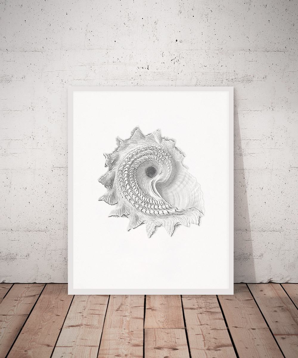 Vintage Sea Shell Print, Seashell wall art, Ammonite poster | Inspire ...