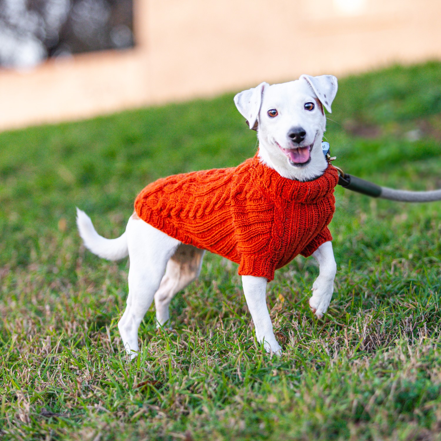 How Tight Should A Dog Sweater Be
