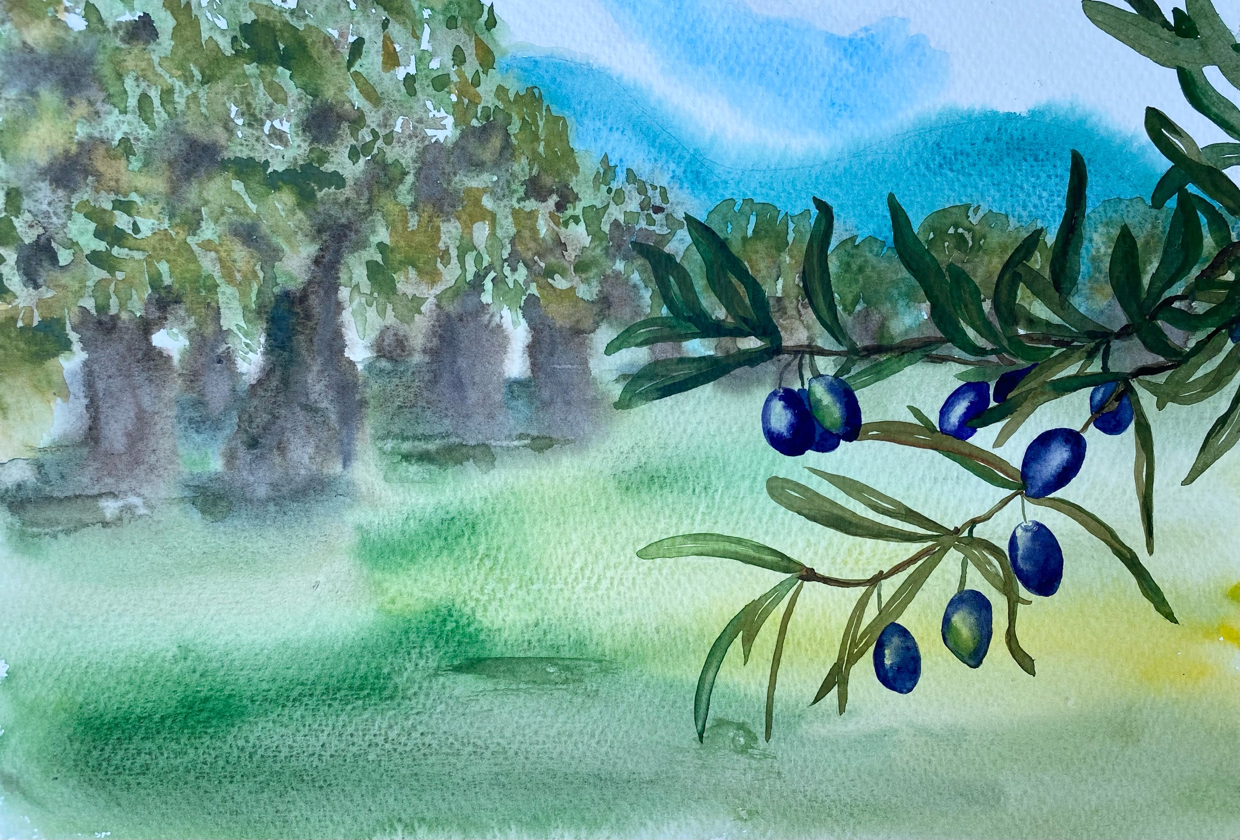 Olives PAINTING Landscape ORIGINAL Olive Trees Garden 14"x10 Inspire Uplift