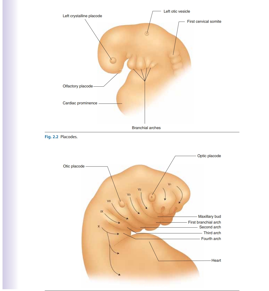 Manual Therapy for the Cranial Nerves Inspire Uplift