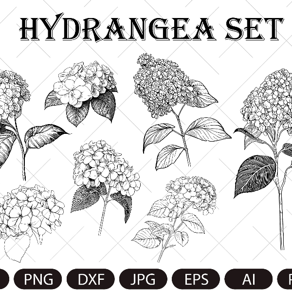 Hydrangea SVG, Hydrangea PNG , Vintage Botanical Line Art, C - Inspire