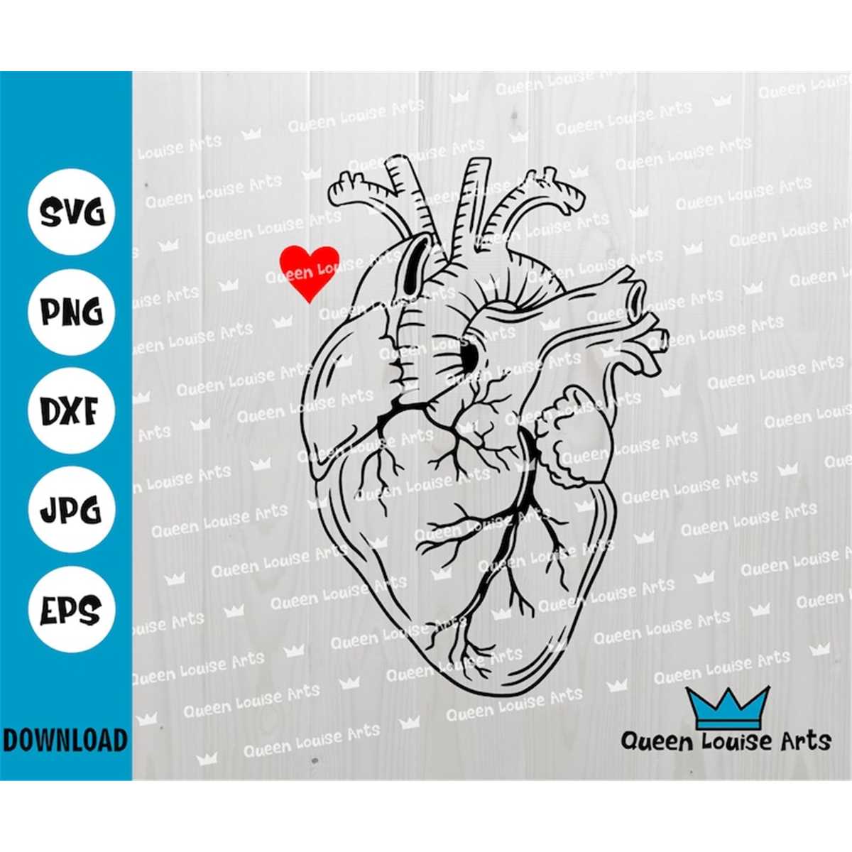 Anatomical Heart Stencil