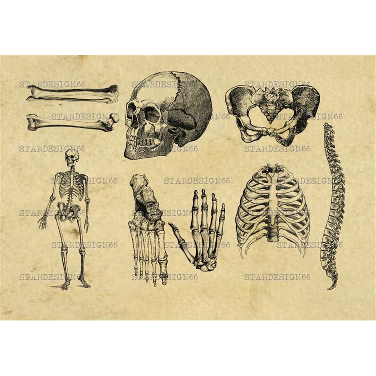 Digital SVG PNG JPG Human Bones, anatomy, medical, body, sku - Inspire ...