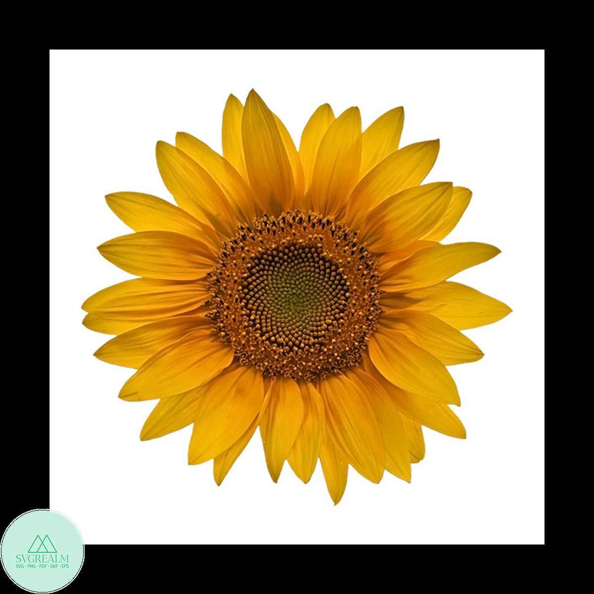 Small Sunflower Closeup Svg, Flower Svg, Sunflower Svg, Birt Inspire