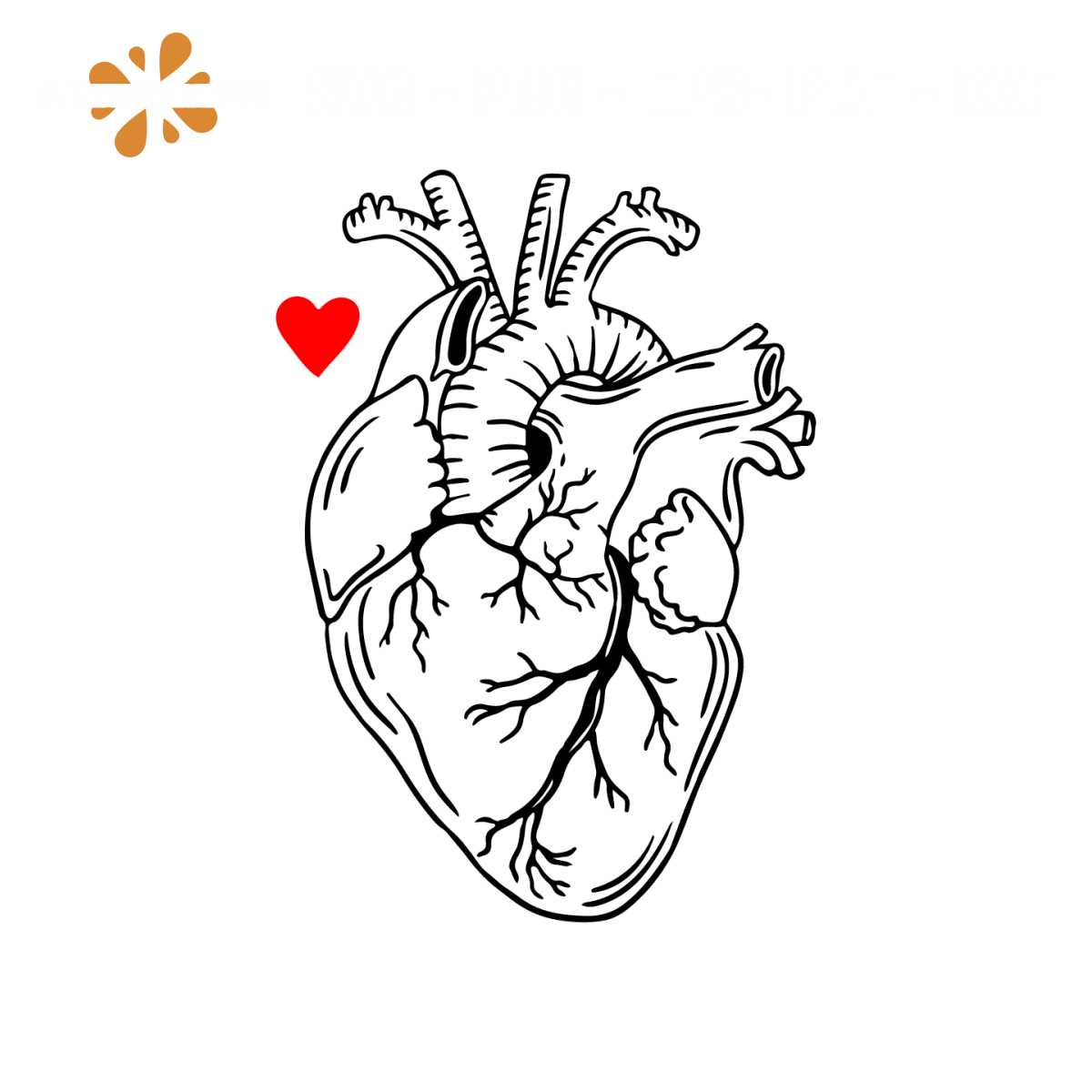 Anatomical heart SVG DXF PNG Heart svg, Human Heart Cricut C - Inspire