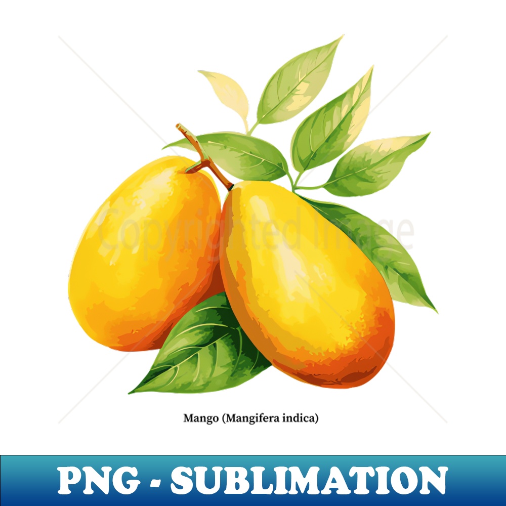 Botanical illustration of Mango Mangifera indica Decorativ Inspire Uplift