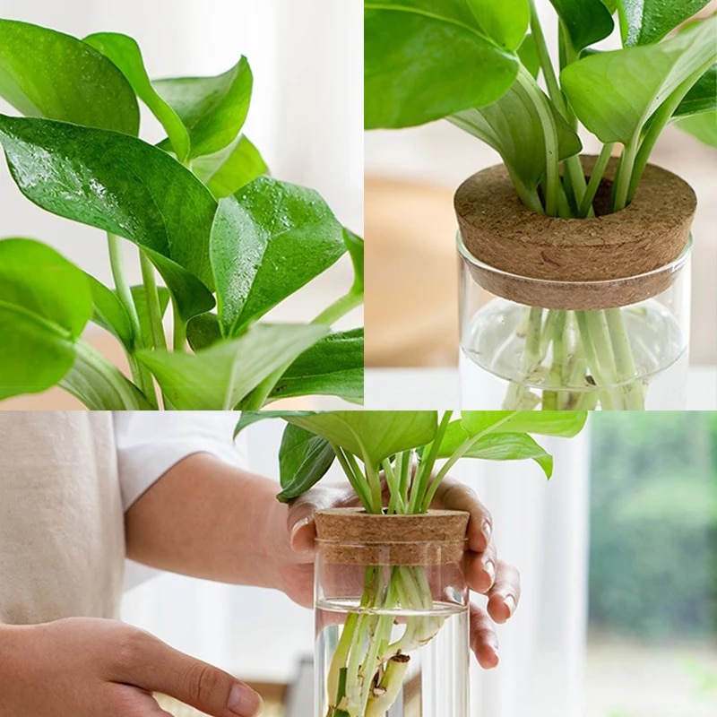 Transparent Hydroponic Flower Pot: Home Vase Decor for Offic | Inspire  Uplift