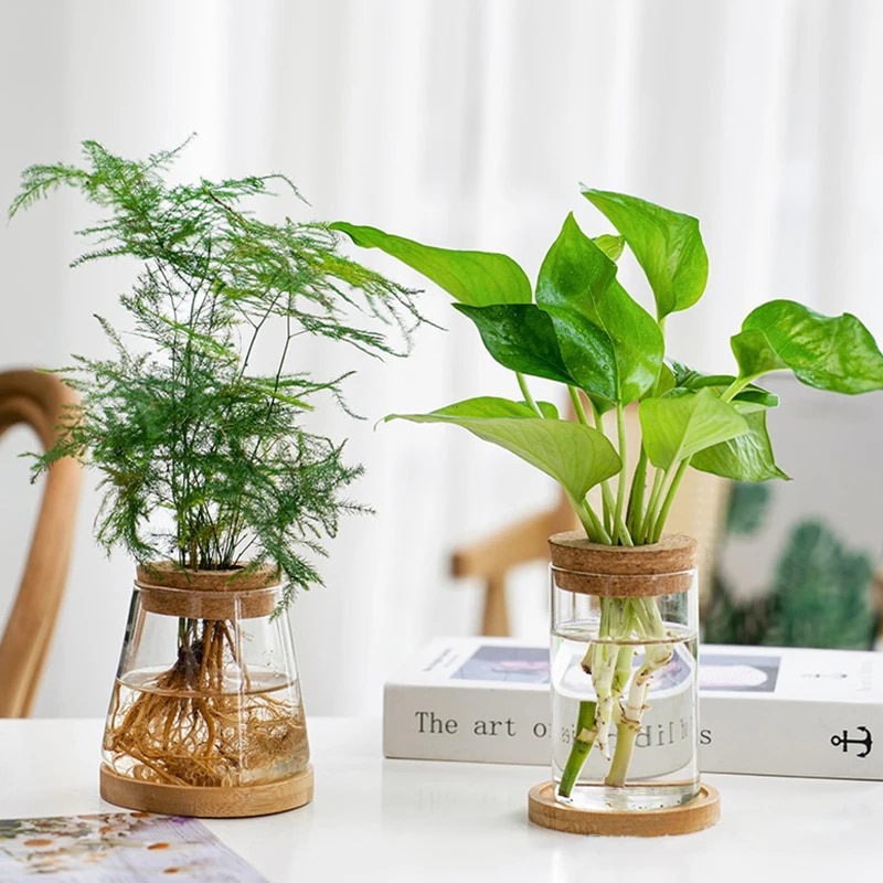 Transparent Hydroponic Flower Pot: Home Vase Decor for Offic | Inspire  Uplift