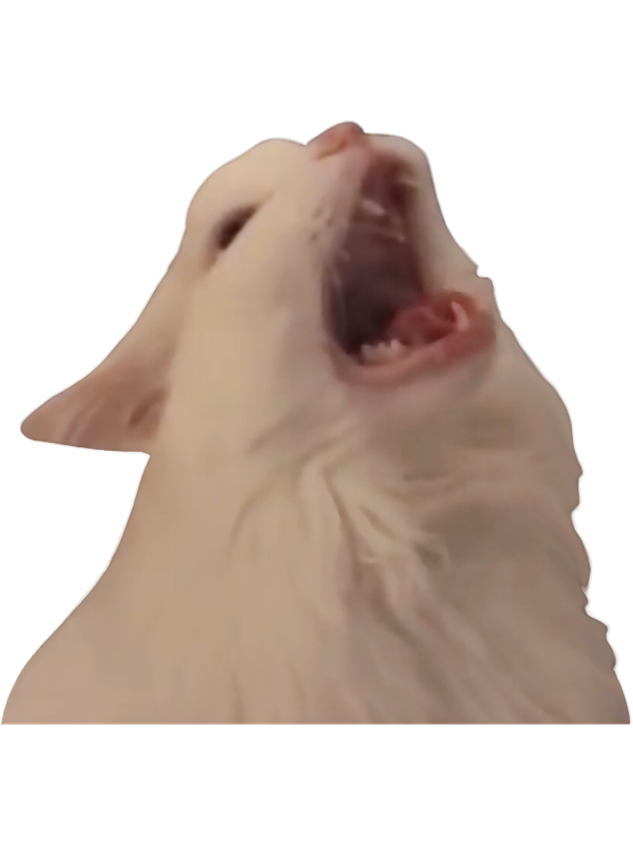 Old Lady Screaming Meme - 1cj7ey1
