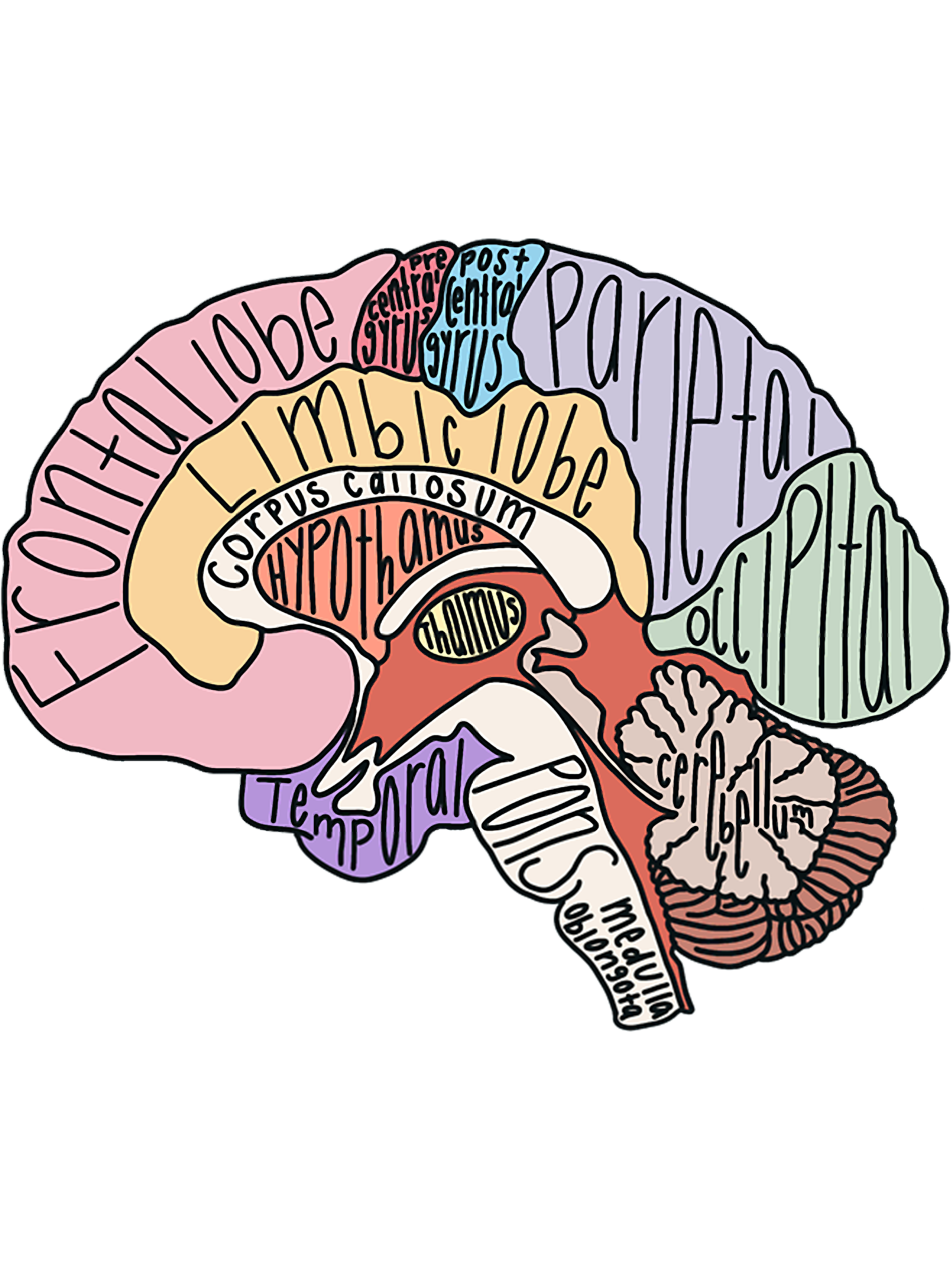 Labeled Brain Anatomy - Inspire Uplift