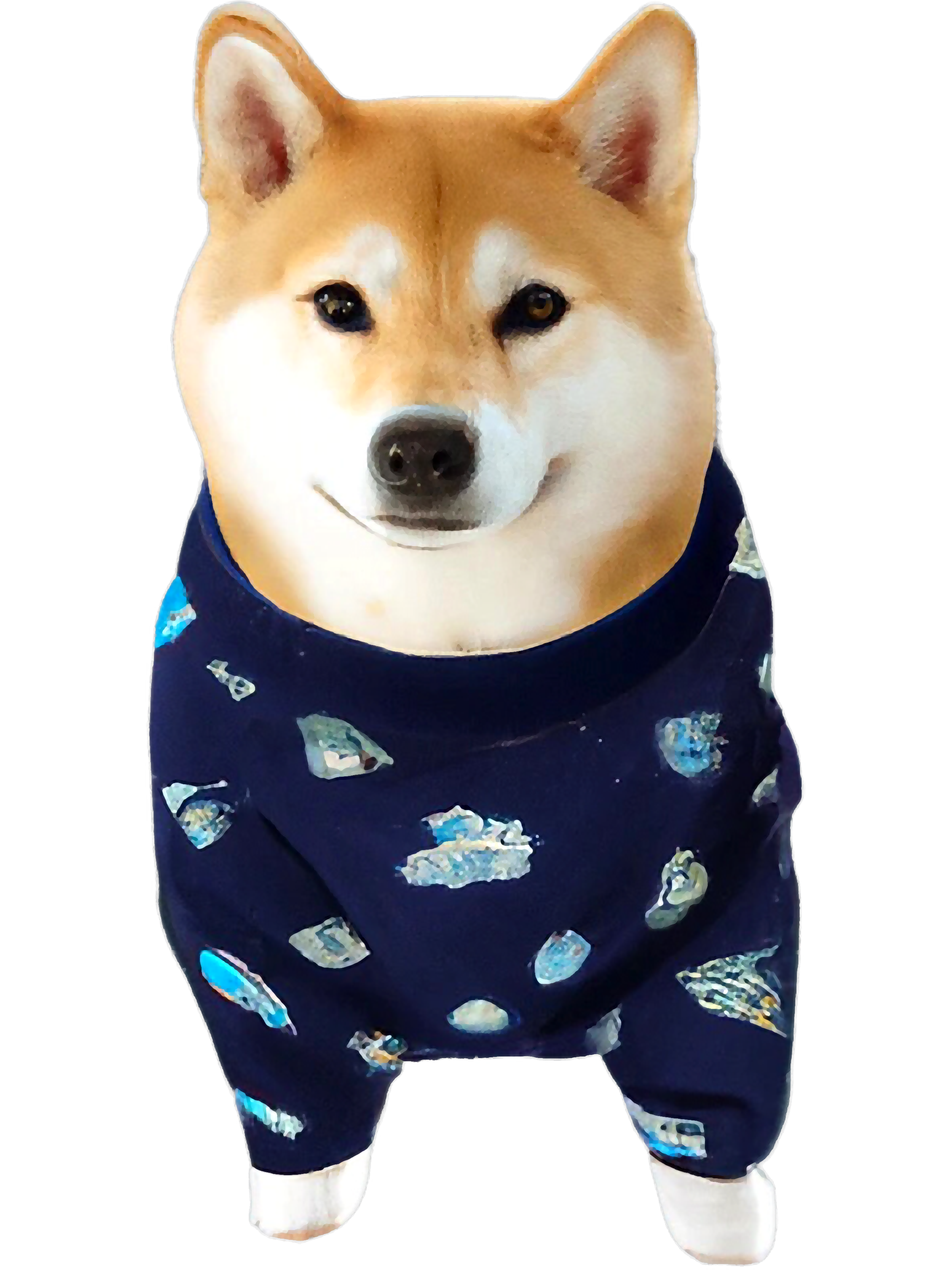 Life Expectancy All About Shiba Inu The Complete Guide To The