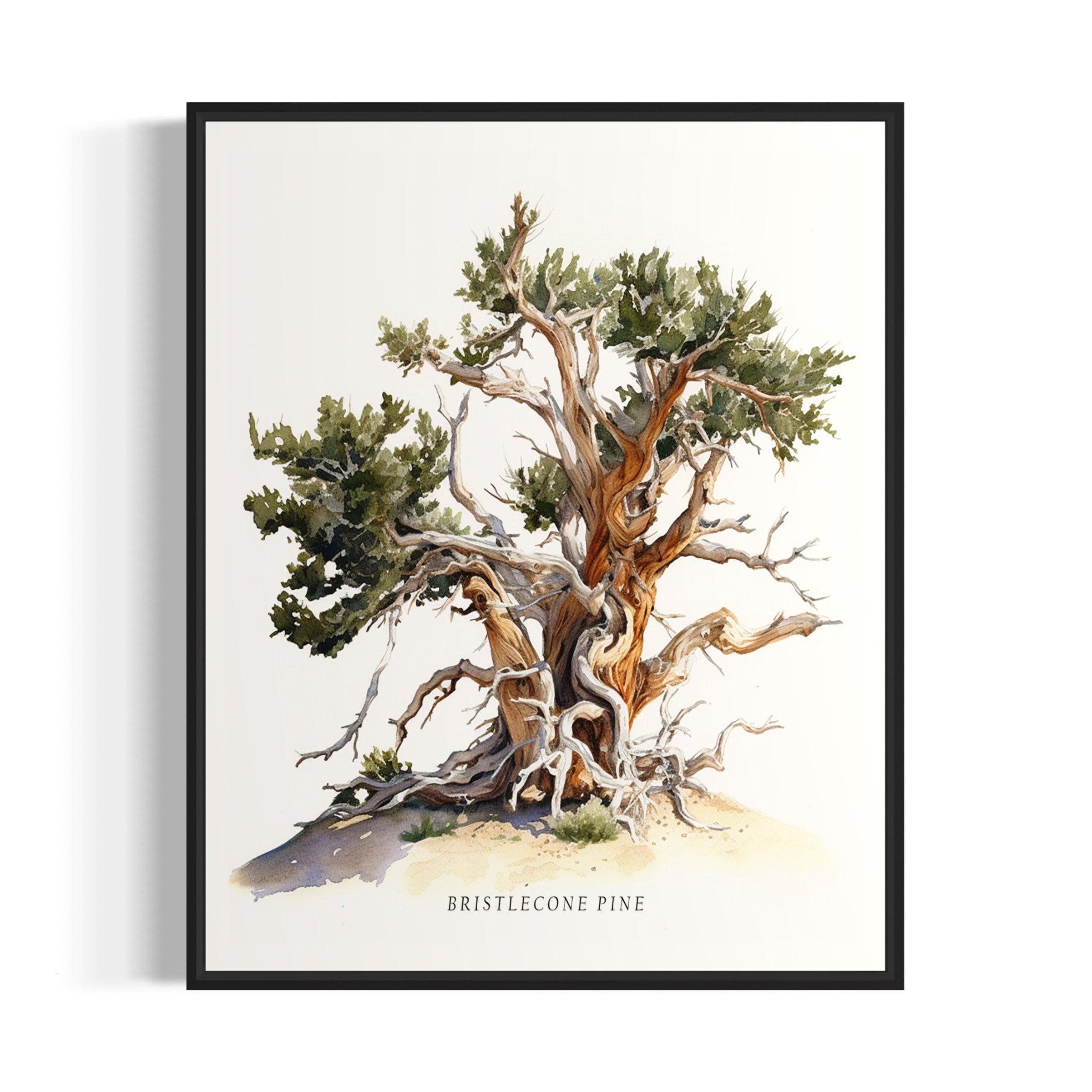 bristlecone-pine-tree-art-print-bristlecone-pine-tree-wall-inspire
