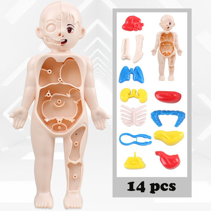 Montessori 3D Puzzle Toy, Human Body Anatomy Model for Kids | Inspire ...