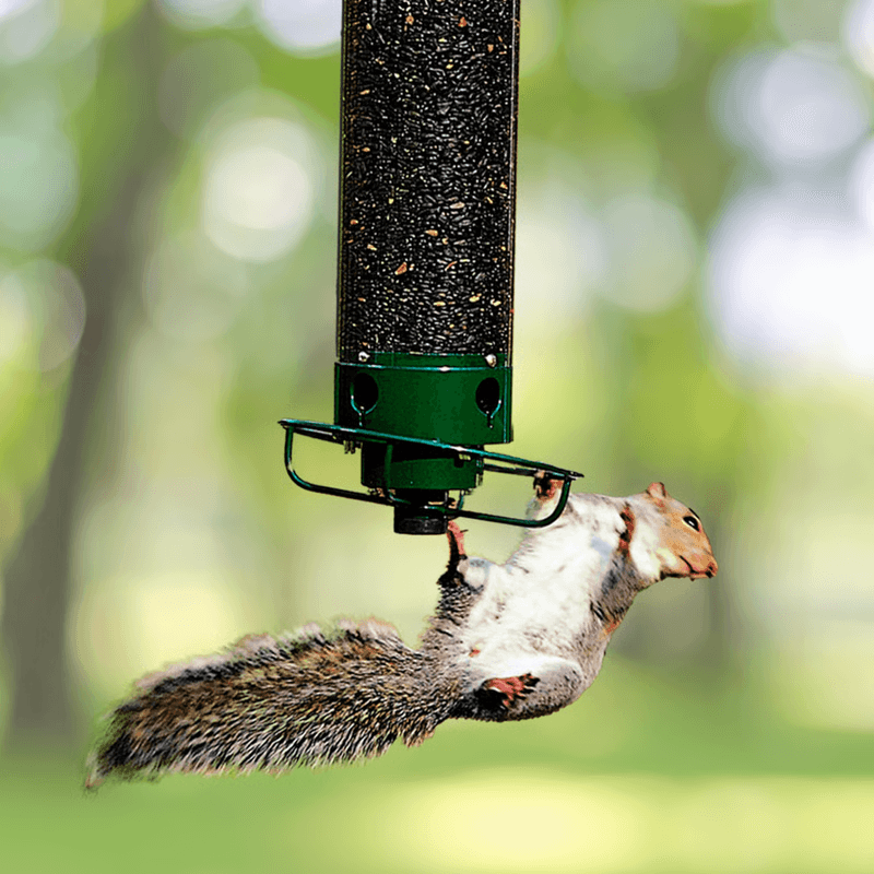 Squirrel Proof Bird Feeder with Weight-Activated Spinning Guard for Calm Feeding