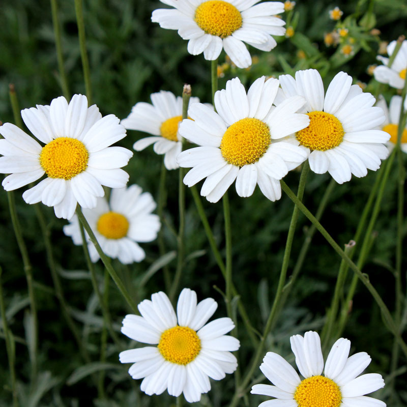 Pyrethrum Cinerariifolium seeds, 250 seeds, Maruna, Tanacetu | Inspire ...