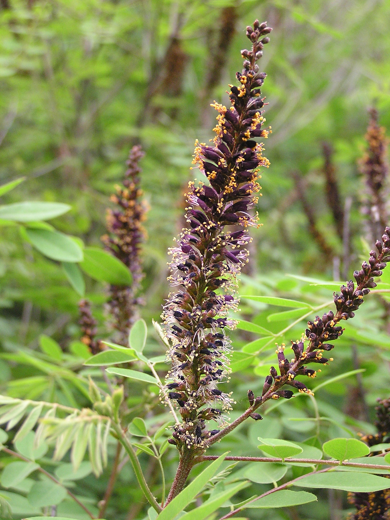 Amorpha seeds, 400 Amorpha fruticosa seeds Ukrainian organic - Inspire ...