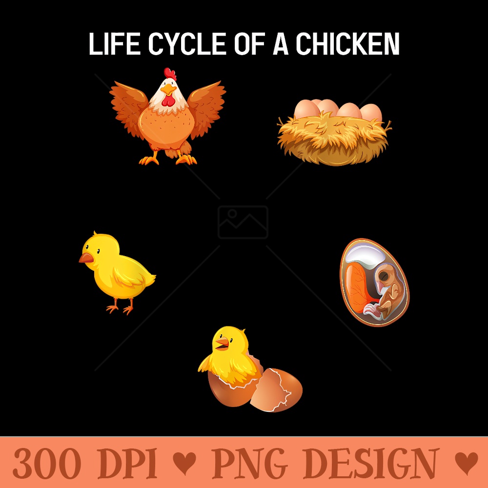 Life Cycle Of A Chicken Kindergarten Real Life egg Chicken - | Inspire ...