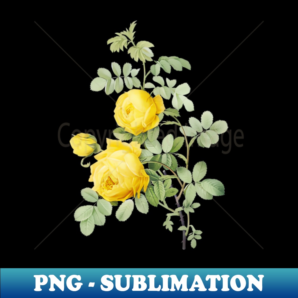 Vintage Sulphur Rose Botanical Illustration - Special Editio | Inspire ...