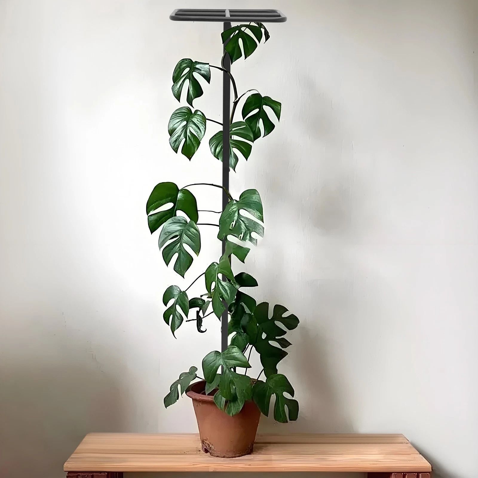 Adjustable Garden Plant Climbing Support, Dragon Fruit Plant Trellis for Strong Growth