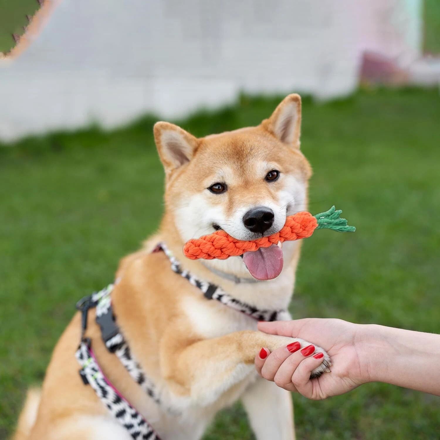Carrot Rope Dog Toys for Puppy Teething and Dental Chew Play