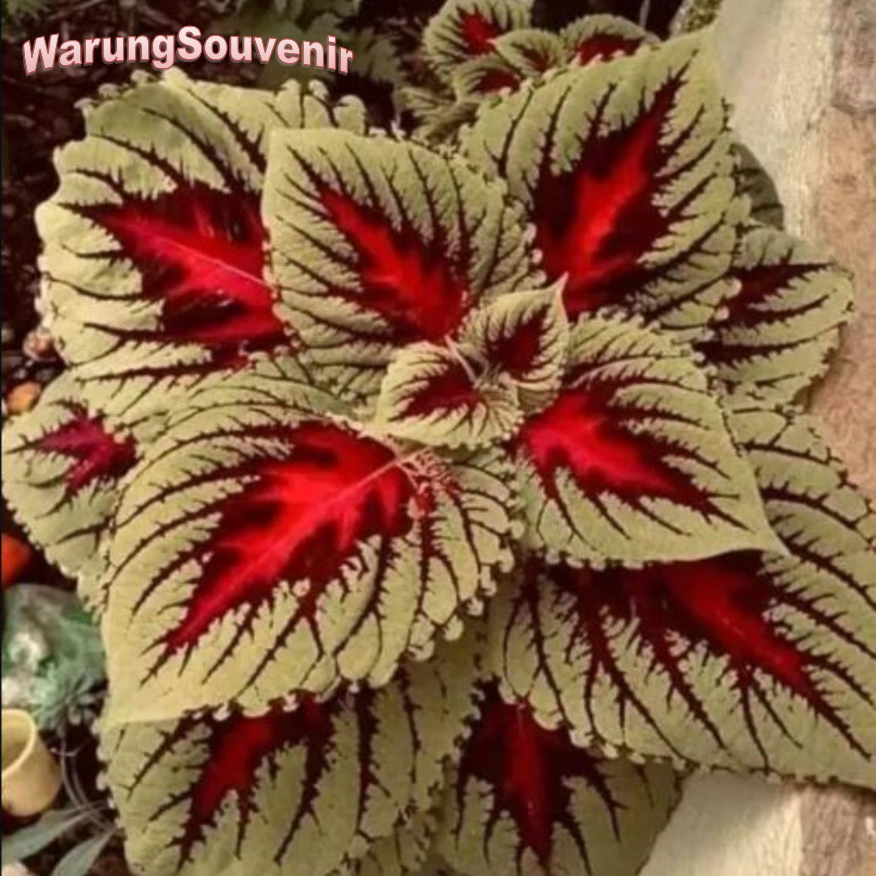 100 of Coleus Seeds - Full Color flower garden rare FRESH | Inspire Uplift