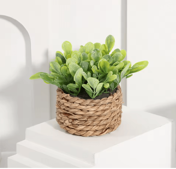 Mini Eucalyptus Potted Plant Decor