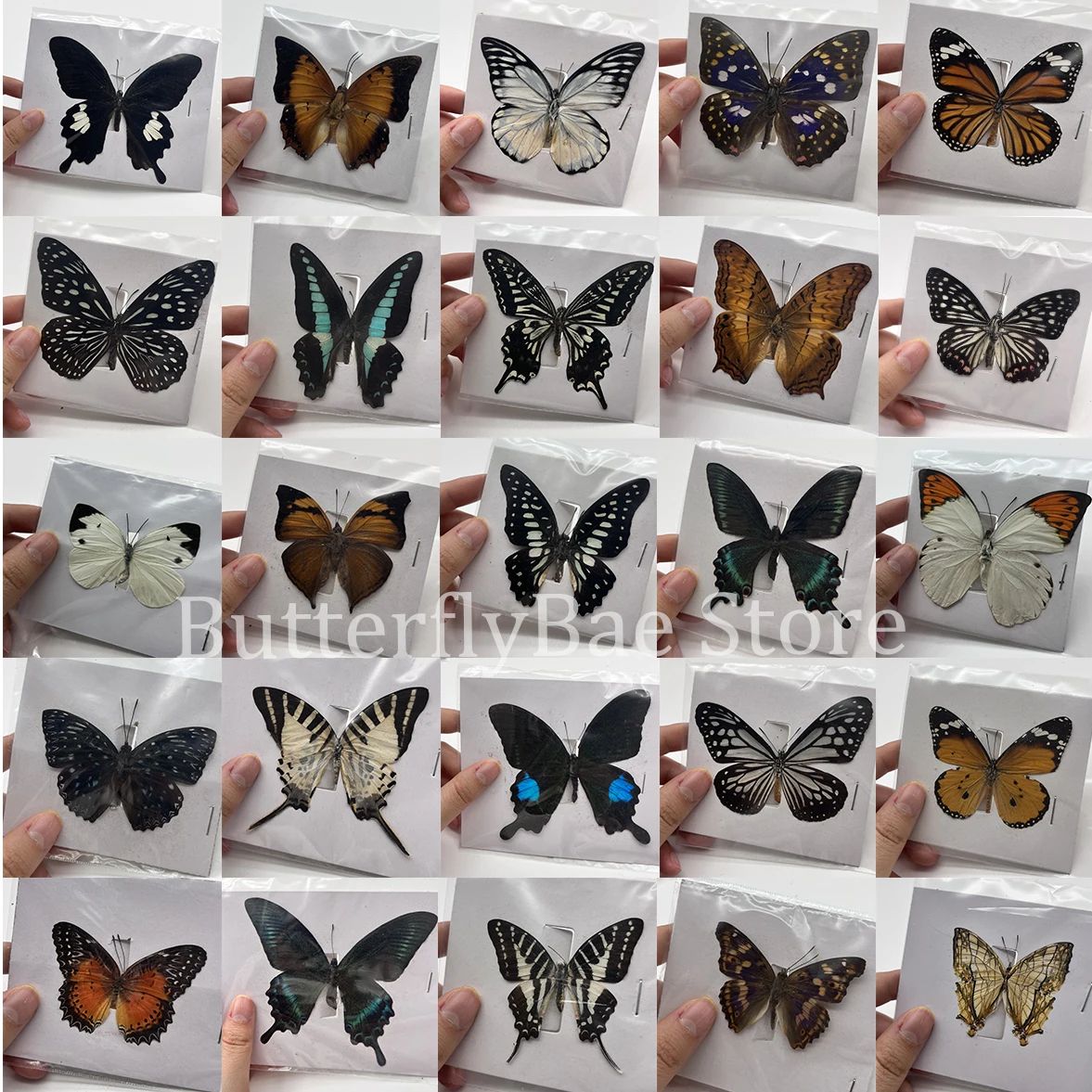 Real Preserved Butterfly Specimen Collection Decorative Art Set