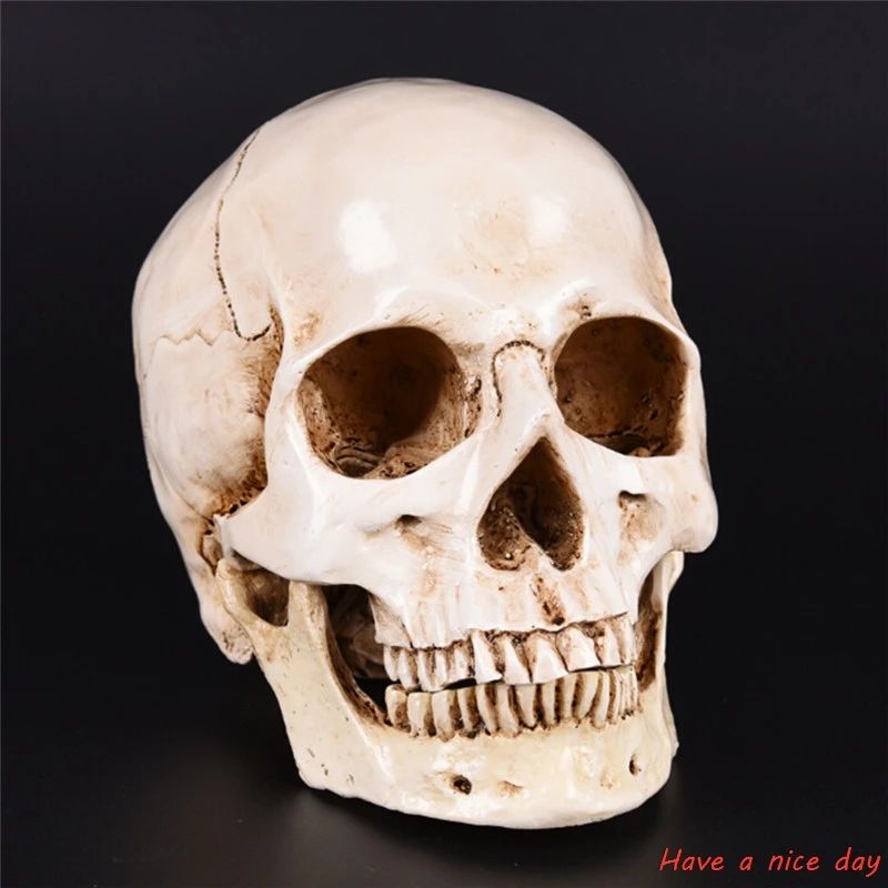 Life Size Human Skull Resin Model 1-1 Realistic Anatomy Decor