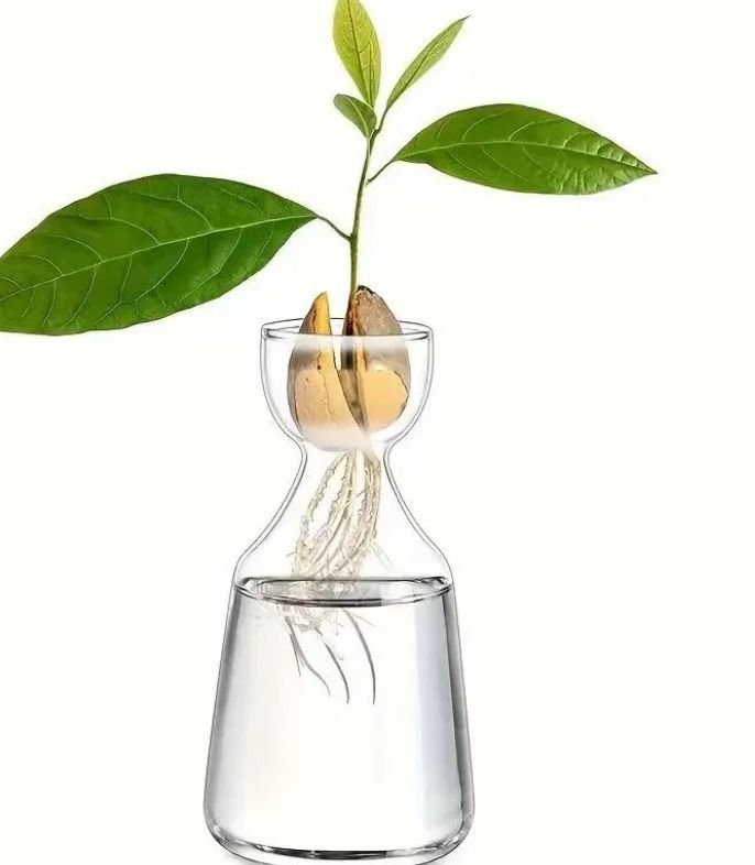 4PCS Avocado Seed Starter Vase Glass Hydroponic Growing Kit for Home Decor